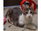 Adopt Rex a White Domestic Shorthair / Domestic Shorthair / Mixed cat in