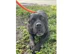 Adopt SASHA a Black Cane Corso / Mixed dog in Huntington Beach, CA (41294216)