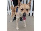 Adopt COOPER a Tan/Yellow/Fawn Irish Terrier / Mixed dog in Huntington Beach