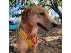 Adopt Gazpacho a Tan/Yellow/Fawn Airedale Terrier / Mixed Breed (Medium) / Mixed