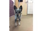 Adopt Opal- Rescue Only a White Australian Cattle Dog / Mixed dog in Arlington