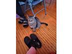 Adopt Nugget a Brown Tabby Tabby / Mixed (short coat) cat in Fort Wayne