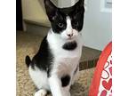 Adopt Max a Black & White or Tuxedo Domestic Shorthair / Mixed cat in Garner