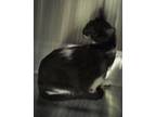 Adopt Laurel a Domestic Shorthair / Mixed cat in Pomona, CA (41294150)