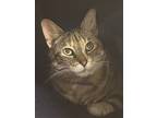 Adopt Kennedy a Brown Tabby American Shorthair / Mixed (short coat) cat in