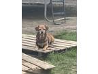 Adopt Tucker a Brown/Chocolate - with White Jack Russell Terrier / Mixed dog in