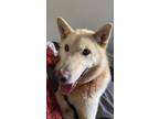 Adopt Yoko a Tan/Yellow/Fawn Husky / Mixed dog in London, ON (41278552)