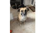 Adopt Daisy a Black - with Tan, Yellow or Fawn Boxer / Chow Chow / Mixed dog in