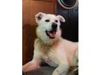 Adopt Boston a White Husky / Mixed dog in London, ON (41294172)