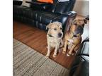 Adopt MK a Tan/Yellow/Fawn Terrier (Unknown Type, Medium) / Border Terrier /