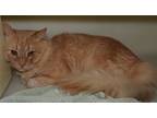 Adopt KITTEN a Orange or Red Domestic Mediumhair / Mixed (medium coat) cat in