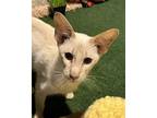Adopt Artie a White (Mostly) Oriental / Mixed (short coat) cat in La Honda