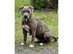 Adopt Sy a Brindle American Staffordshire Terrier / Bull Terrier / Mixed dog in