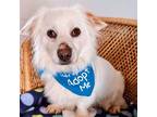 Adopt Patrick a White Corgi / Mixed dog in Woodinville, WA (41294090)