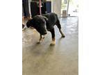 Adopt Scout a Black German Shepherd Dog / Mixed dog in Santa Paula