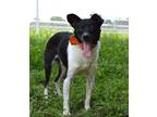 Adopt Monty - Adoptable a Terrier (Unknown Type, Small) / Mixed Breed (Medium) /