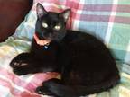 Adopt Piya a All Black Domestic Shorthair (short coat) cat in ONSTED