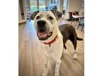 Adopt Beau a Black - with White Cattle Dog / Mixed dog in New Milford