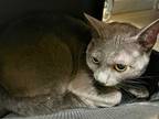 Adopt Avery a Gray or Blue Domestic Shorthair / Mixed (short coat) cat in