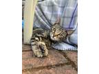 Adopt Critter a Tortoiseshell American Shorthair / Mixed (medium coat) cat in