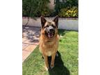 Adopt Luna a Black - with Brown, Red, Golden, Orange or Chestnut German Shepherd