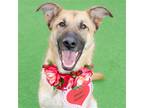 Adopt Lola a Brown/Chocolate German Shepherd Dog / Mixed dog in Burlingame