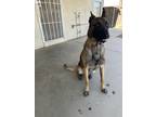 Adopt Kovu a Black - with Tan, Yellow or Fawn Belgian Malinois / Mixed dog in