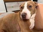 Adopt Freya a Tan/Yellow/Fawn Mutt / Mixed dog in Coral Gables, FL (41293776)