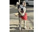 Adopt Skye a White - with Gray or Silver Husky / Mixed dog in Los Angeles