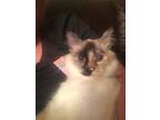 Adopt Cricket a Tan or Fawn (Mostly) Ragdoll / Mixed (long coat) cat in Waller