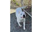 Adopt Kingsley a White American Pit Bull Terrier / Mixed dog in Pullman