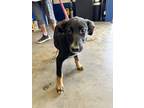 Adopt Delta a Black German Shepherd Dog / Mixed dog in Santa Paula
