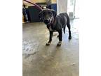 Adopt Juno a Black German Shepherd Dog / Mixed dog in Santa Paula, CA (41293328)