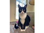 Adopt Michy* a All Black Domestic Shorthair / Domestic Shorthair / Mixed cat in