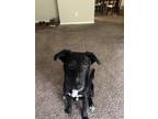 Adopt Ella a Black - with White Labrador Retriever / Mixed dog in Ann Arbor