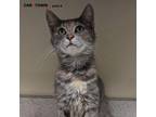 Adopt Dusk a Domestic Shorthair / Mixed cat in Lexington, KY (41238224)