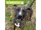 Adopt Clementine a Brindle American Pit Bull Terrier / Mixed Breed (Medium) /