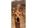 Adopt Ava a Brown/Chocolate Shepherd (Unknown Type) / Mixed dog in Rio Rancho