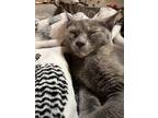 Adopt Mavis a Tortoiseshell American Shorthair / Mixed (short coat) cat in