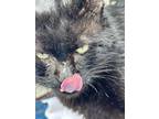 Adopt Black Boy a All Black Domestic Longhair / Mixed (medium coat) cat in New