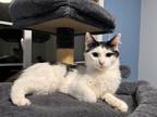 Adopt Eddie a White Domestic Mediumhair / Domestic Shorthair / Mixed cat in