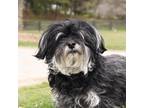 Adopt Cuba a Black - with White Havanese / Mixed dog in King City, ON (41293305)