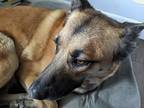 Adopt Zahra a Tan/Yellow/Fawn German Shepherd Dog / Mixed dog in Rosemead