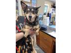 Adopt Chloe a Jack Russell Terrier / Pomeranian / Mixed dog in Portsmouth