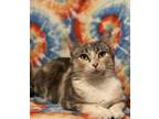 Adopt LeLu a Calico or Dilute Calico Domestic Mediumhair cat in Asher
