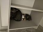 Adopt Bowser & Maxine a Brown Tabby American Shorthair / Mixed (short coat) cat