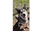 Adopt Zena a Tricolor (Tan/Brown & Black & White) Siberian Husky dog in Asher