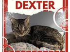 Adopt Dexter a Brown Tabby Domestic Shorthair / Mixed cat in Hamilton