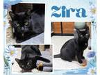 Adopt Zira a Black (Mostly) Domestic Shorthair / Mixed cat in Hamilton