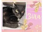 Adopt Zira a Black (Mostly) Domestic Shorthair / Mixed cat in Hamilton